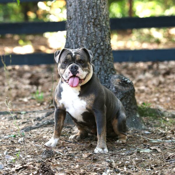 Old English Bulldog Adult Dog Cassie