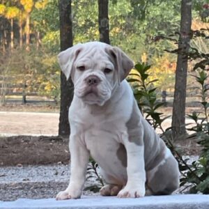 Old English Bulldog Adult Dog Hershel