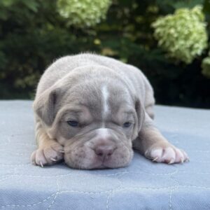 Old English Bulldog Adult Dog Jasper II