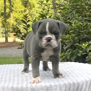 Old English Bulldog Adult Dog Josephine (Josey)