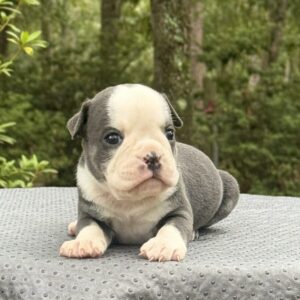 Old English Bulldog Adult Dog Joy