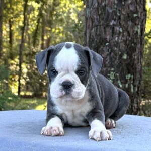 Old English Bulldog Puppy 