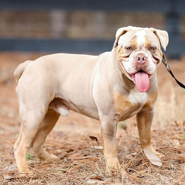 Old English Bulldog Adult Dog Lenny (Retired)