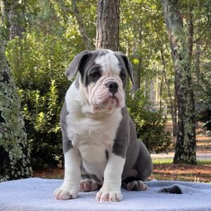 Old English Bulldog Puppy 