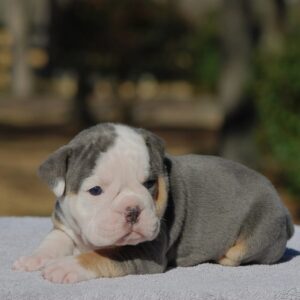 Old English Bulldog Adult Dog Olena