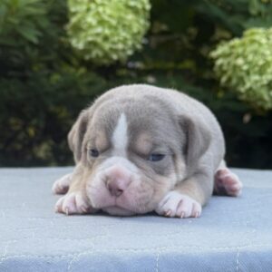 Old English Bulldog Adult Dog Lyle