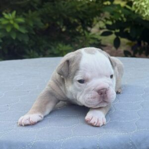 Old English Bulldog Adult Dog Mapel