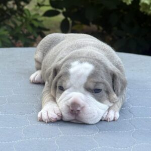 Old English Bulldog Adult Dog Muffin II