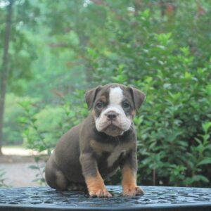 Old English Bulldog Adult Dog Nora