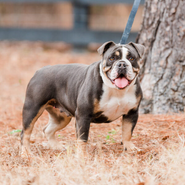 Old English Bulldog Adult Dog Annie