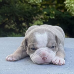 Old English Bulldog Adult Dog Oliver II
