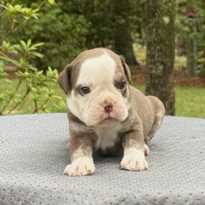 Old English Bulldog Adult Dog Otis II