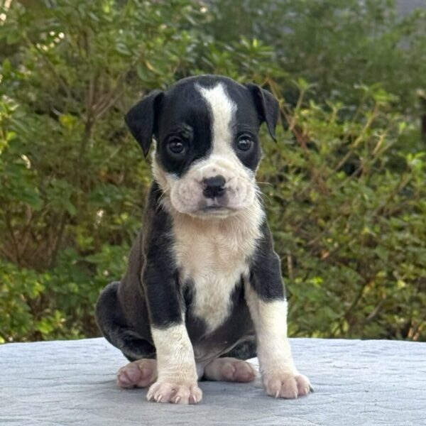 Old English Bulldog Adult Dog Ollie II