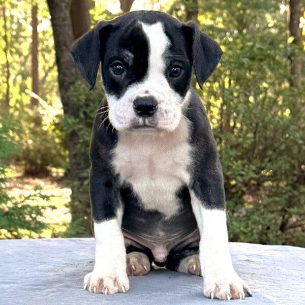 Old English Bulldog Adult Dog Ollie II