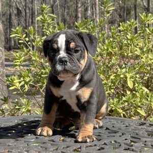 Old English Bulldog Puppy 