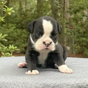 Old English Bulldog Adult Dog Oreo II