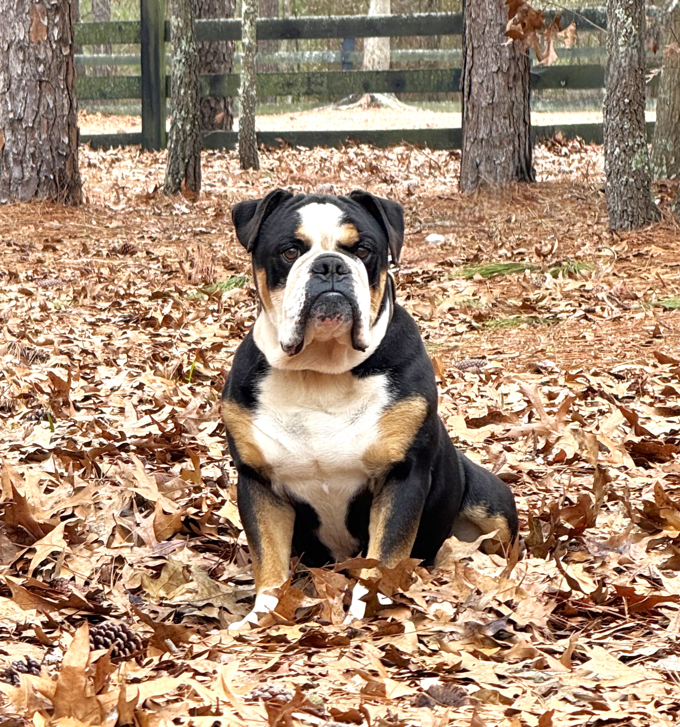 Oscar6year1 - Olde South Bulldogges