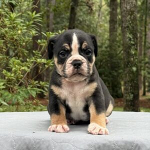 Old English Bulldog Puppy 