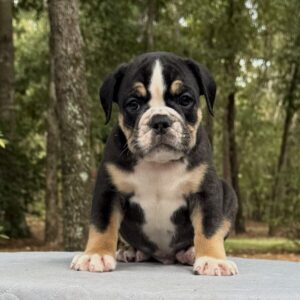 Old English Bulldog Puppy 