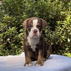 Old English Bulldog Adult Dog Patty