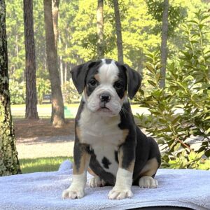 Old English Bulldog Adult Dog Poppy