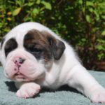 Old English Bulldog Adult Dog Raven