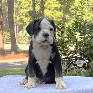 Old English Bulldog Adult Dog Rupert