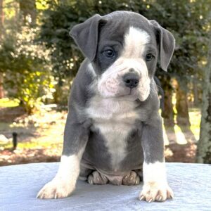 Old English Bulldog Puppy 