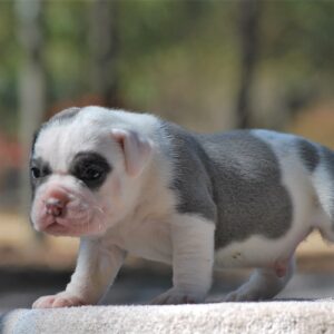 Old English Bulldog Adult Dog Sherman