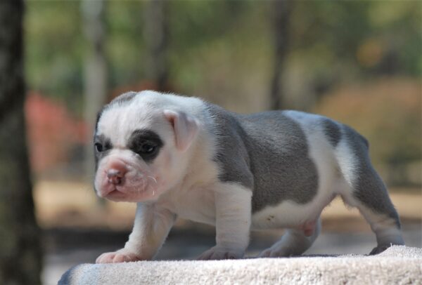 Old English Bulldog Adult Dog Sherman