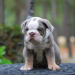 Old English Bulldog Adult Dog Sirius