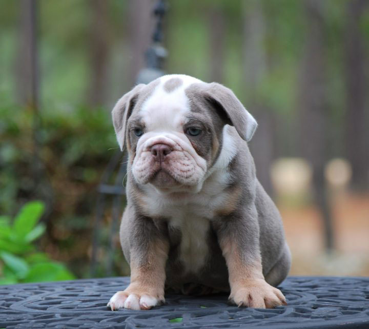 Old English Bulldog Adult Dog Sirius