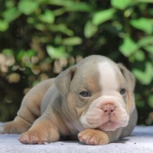 Old English Bulldog Adult Dog Stanley