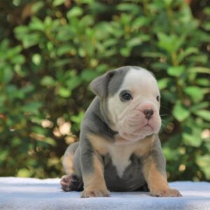 Old English Bulldog Adult Dog Sully