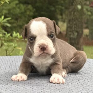 Old English Bulldog Adult Dog Teddy II