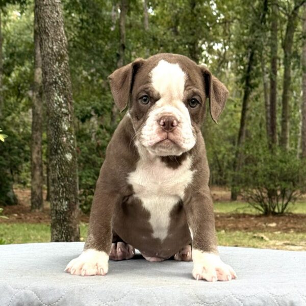 Old English Bulldog Adult Dog Teddy II