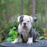 Old English Bulldog Adult Dog Titan