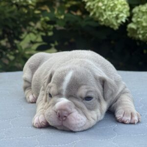 Old English Bulldog Adult Dog Toby II
