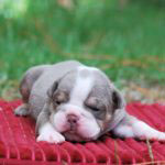 Old English Bulldog Adult Dog Tucker