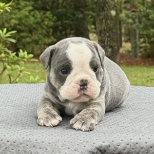 Old English Bulldog Puppy 
