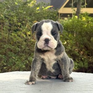 Old English Bulldog Puppy 