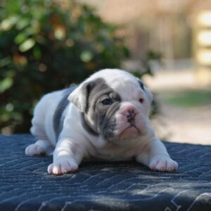 Old English Bulldog Adult Dog Ada