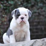 Old English Bulldog Adult Dog Agnes