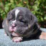 Old English Bulldog Adult Dog Aiken