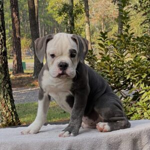 Old English Bulldog Puppy 