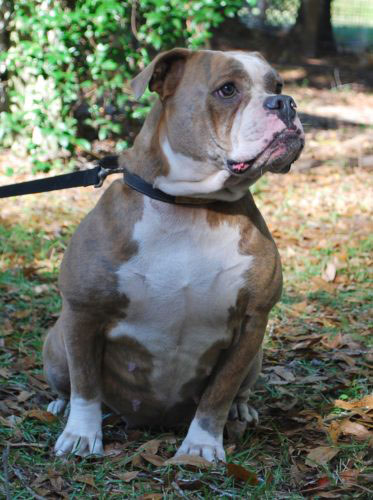 Old English Bulldog Adult Dog Angel