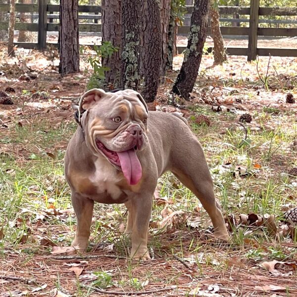 Old English Bulldog Adult Dog Angel