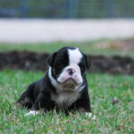 Old English Bulldog Adult Dog Archie