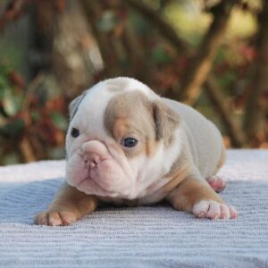 Old English Bulldog Adult Dog Archie