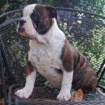 Old English Bulldog Adult Dog Ares